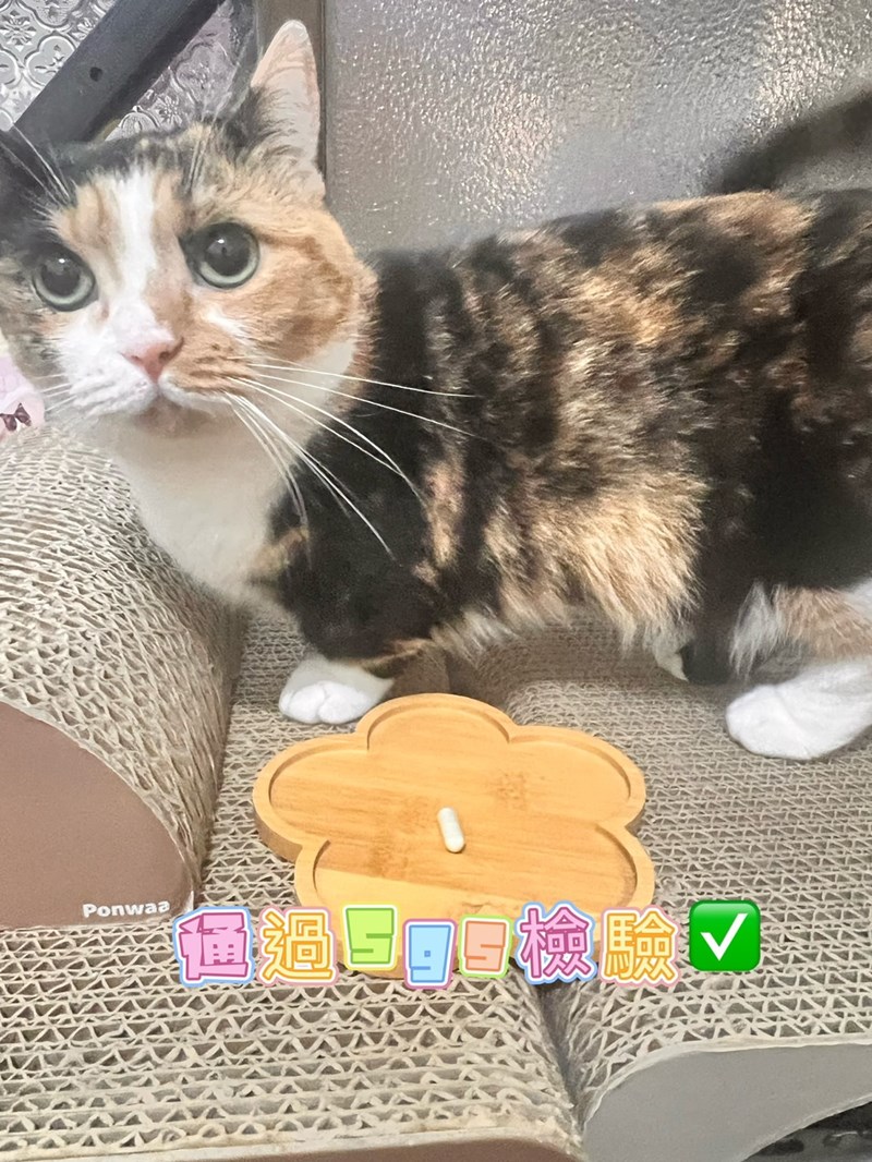 試用